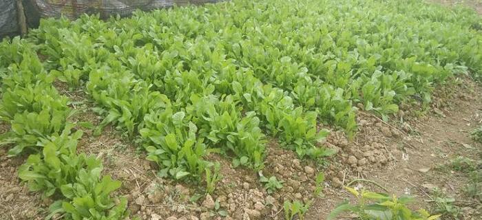 苦麥菜種植基地