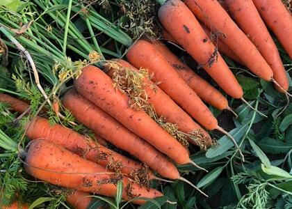 紅蘿卜/胡蘿卜