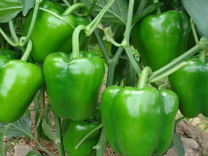 新鮮蔬菜配送:甜椒